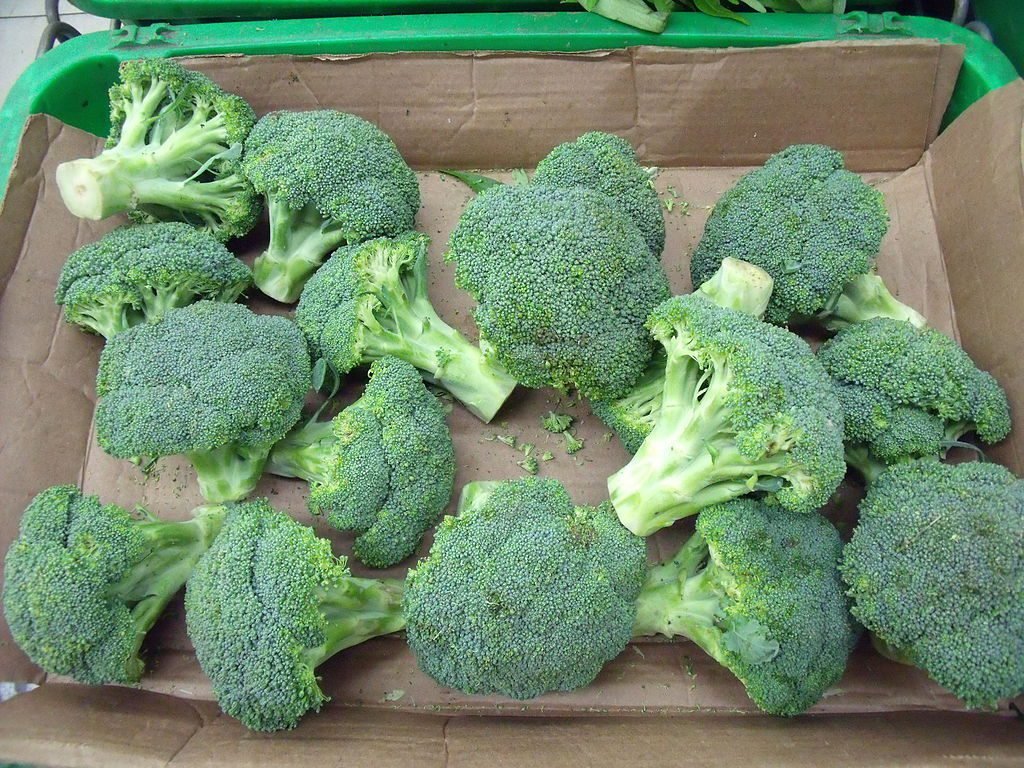 brokkoli termesztése