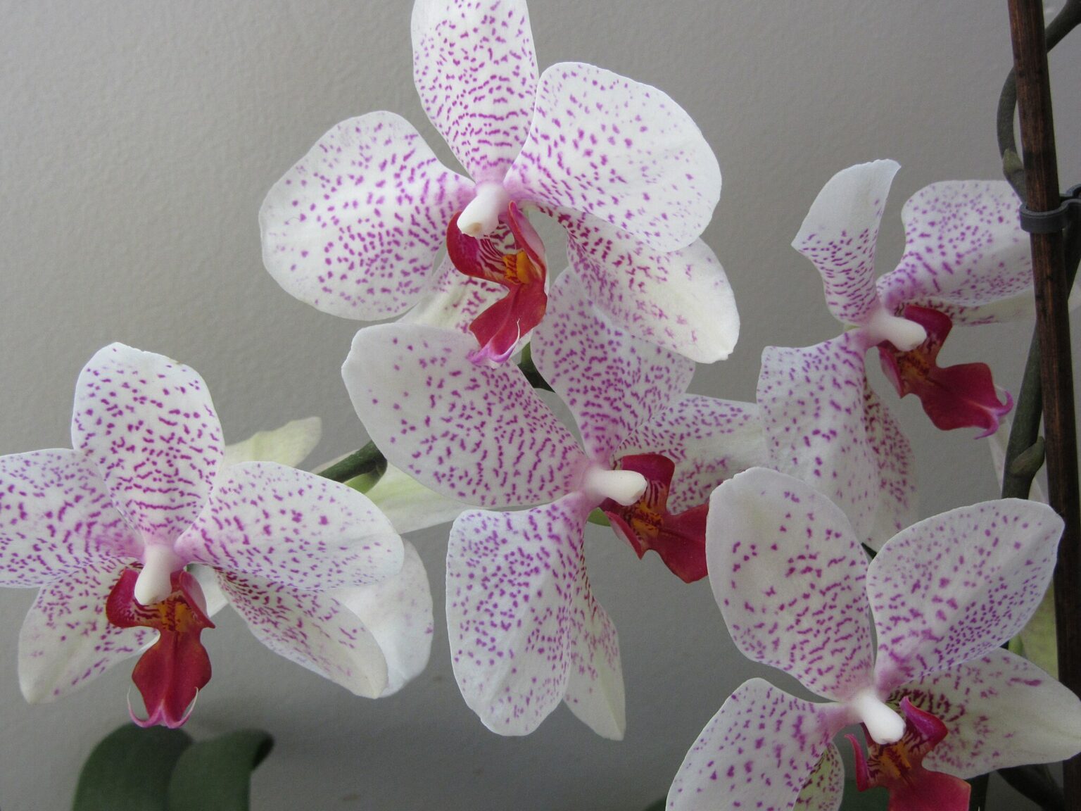 orchidea