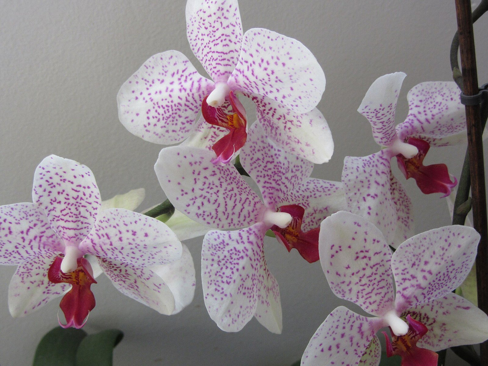 orchidea