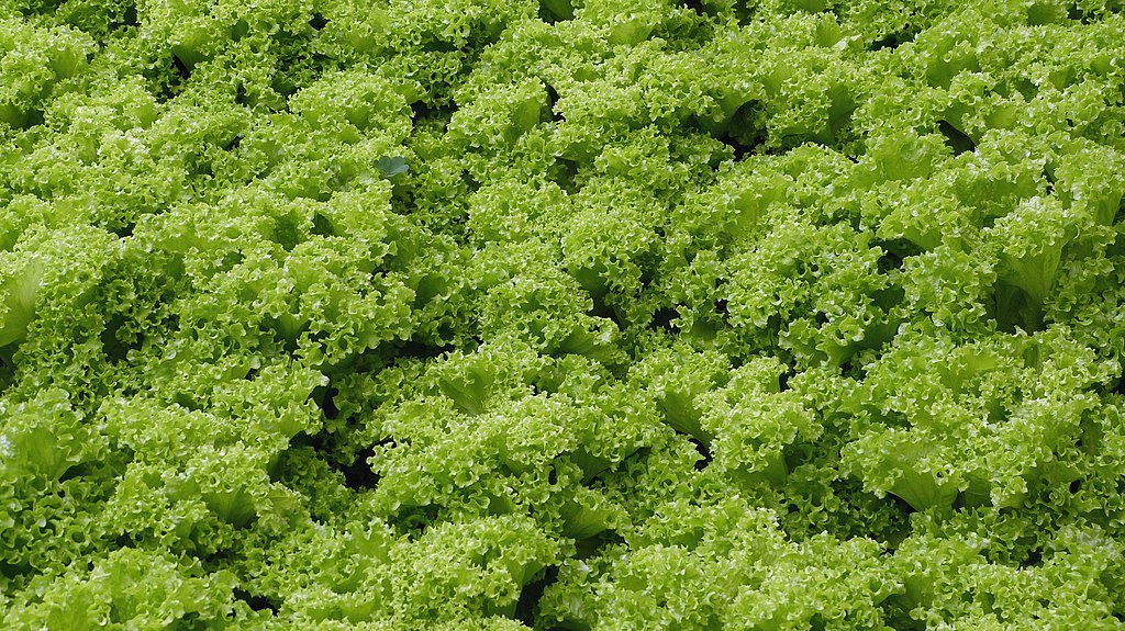 saláta termesztése