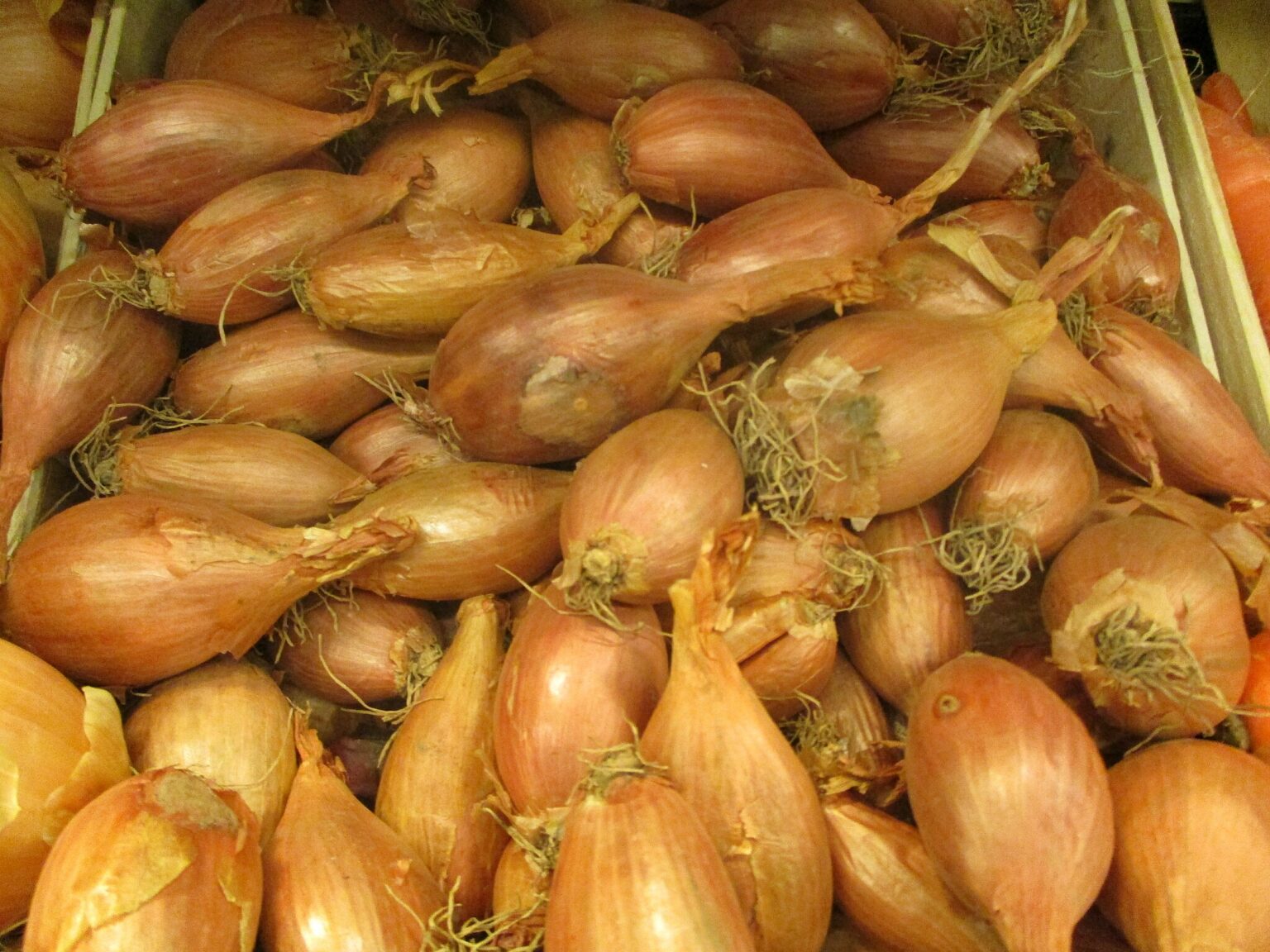 salottahagyma