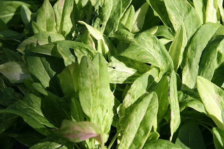 Sóska termesztése és gondozása Kertészkedj