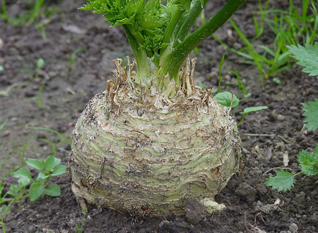 hegykői zeller