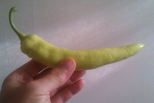 A Budai csípős paprika termesztése