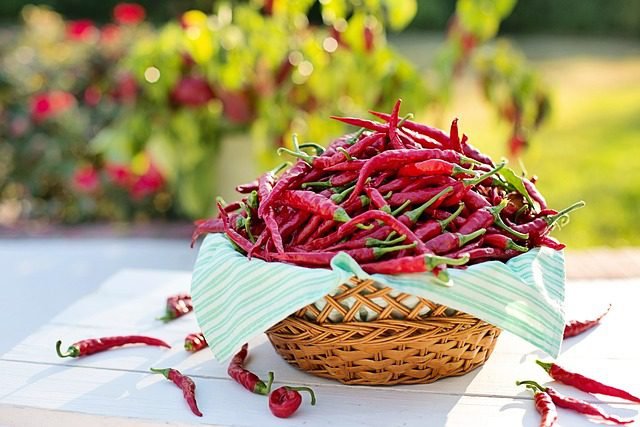 A Chili di Cayenne chili paprika termesztése és bemutatása.