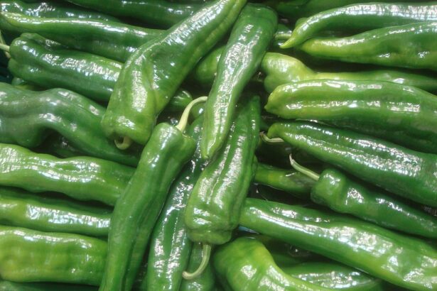 Rapires F1 paprika termesztése