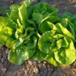 Az Attrakció saláta termesztése és bemutatása