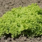 A Merlot saláta termesztése és bemutatása
