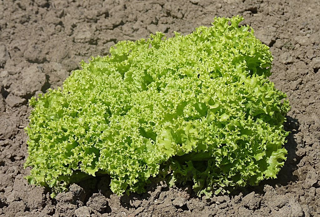 A Merlot saláta termesztése és bemutatása