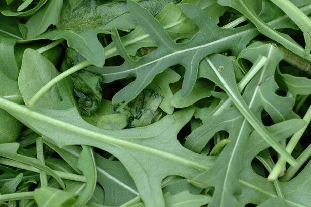 A Rukkola termesztése otthon!