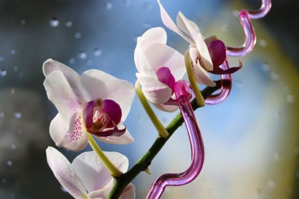 Az orchidea gondozása egyszerűen! - Orchidaceae