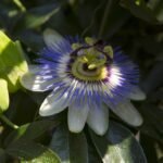 A kék golgotavirág gondozása és bemutatása - Passiflora caerulea