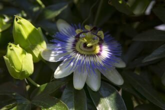 A kék golgotavirág gondozása és bemutatása - Passiflora caerulea