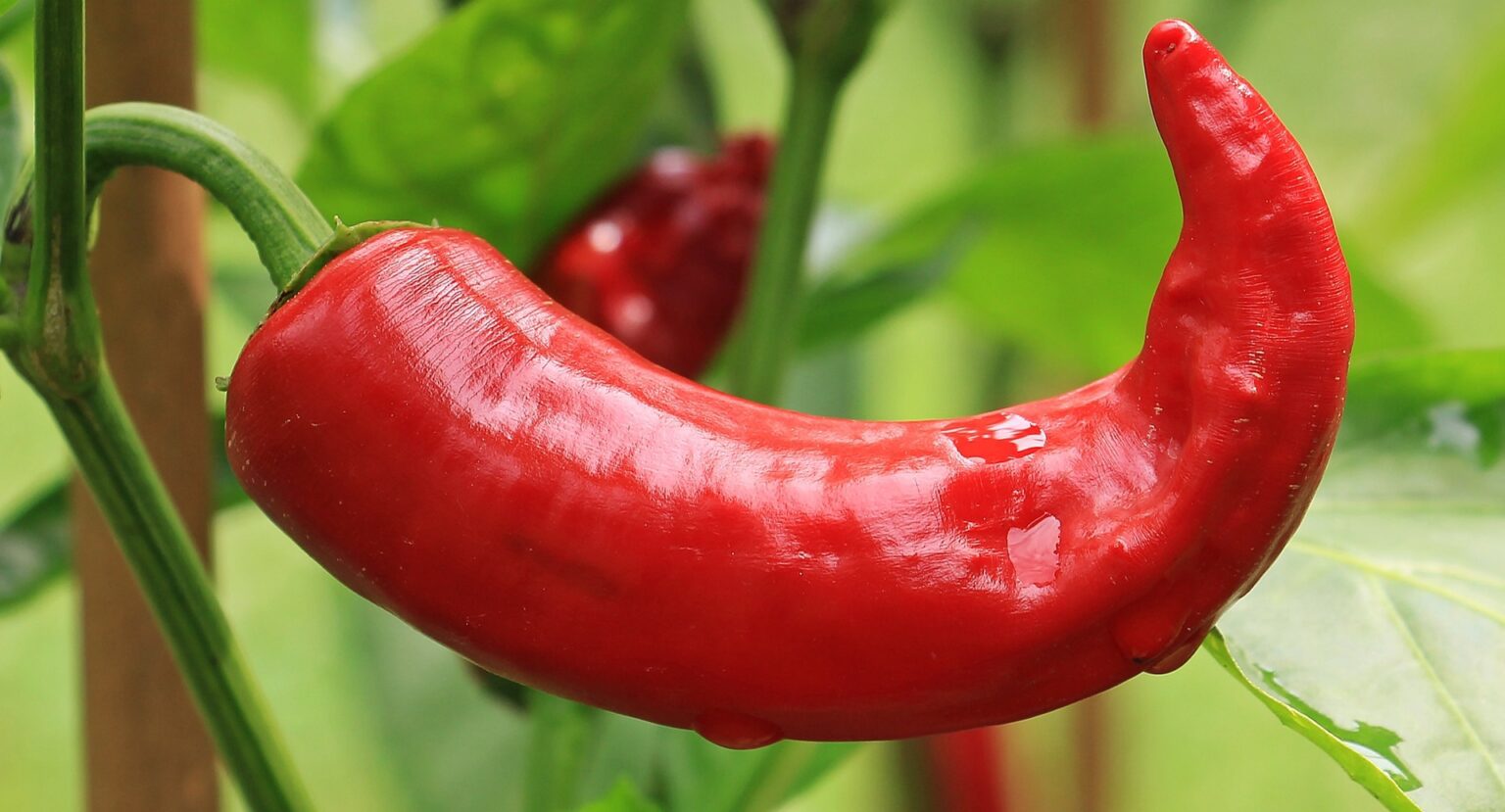 magyar erős paprika