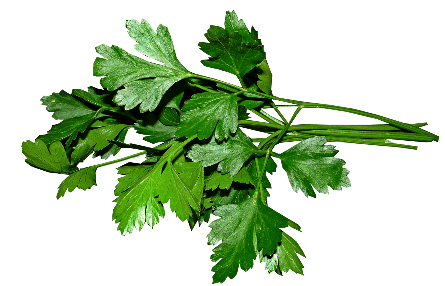 petrezselyem fajták