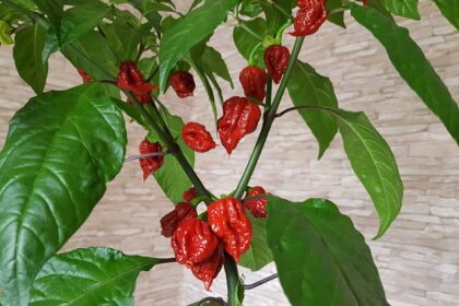 carolina reaper