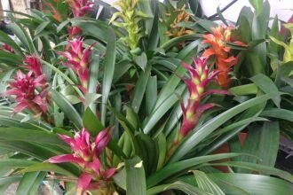 A Guzmánia gondozása lépésről lépésre - Guzmán bromélia (Guzmania lingulata)