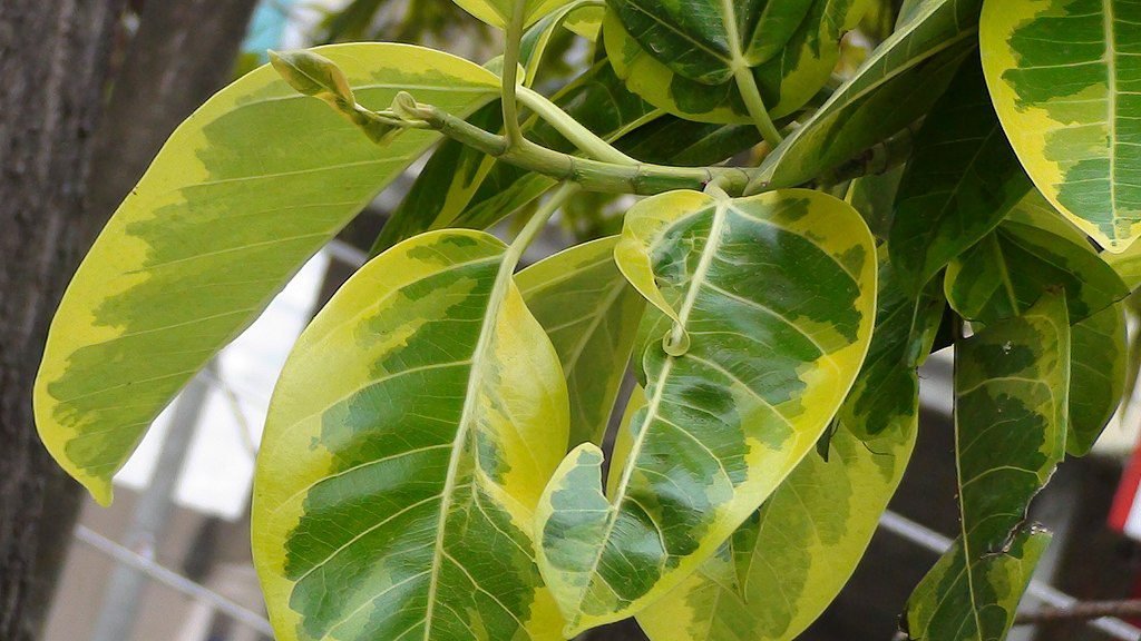 A fikusz gondozása pofonegyszerűen - Ficus