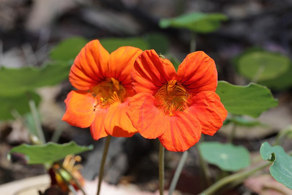 A Kerti Sarkantyúka mag vetése - Tropaeolum majus