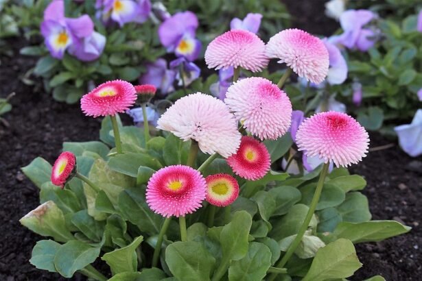 A Százszorszép mag vetése pofonegyszerűen! (Bellis perennis)