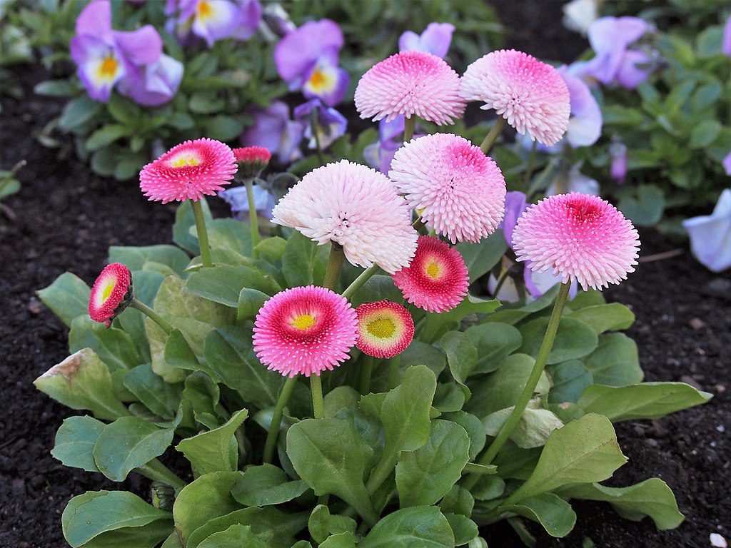 A Százszorszép mag vetése pofonegyszerűen! (Bellis perennis)