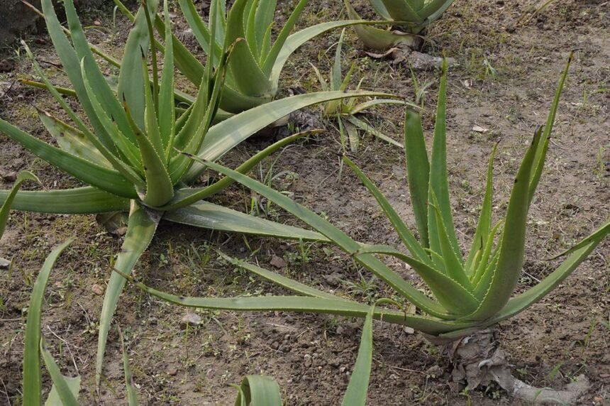 Az Aloe vera szaporítása és gyökereztetése pofonegyszerűen!