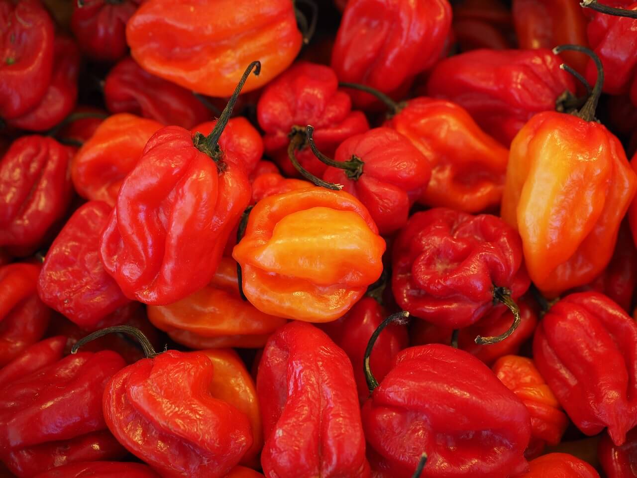 erős paprika hatása