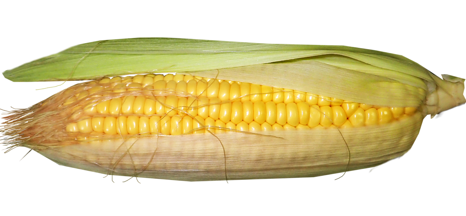 csemegekukorica
