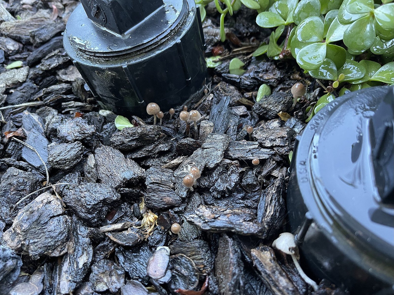 mulcs négyzetméter