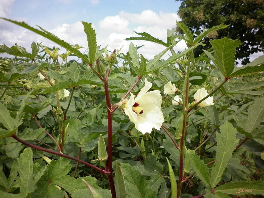 okra