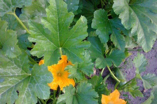 cukkini palánta kiültetés