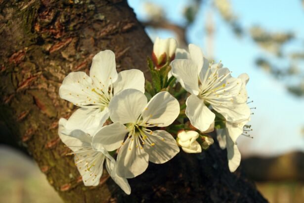 meggyfa tűzelhalás