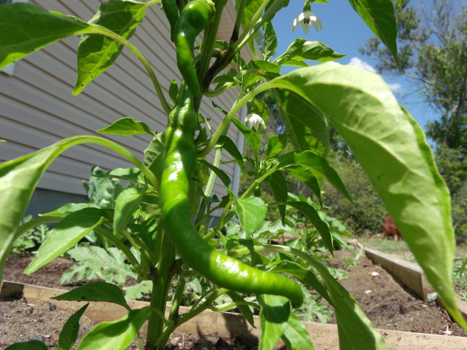 paprika palánta kiültetés