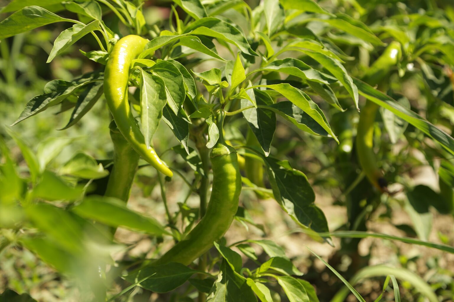 paprika társnövényei