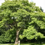 7 leggyorsabban növő fa, ezeket érdemes ültetni - elképesztő gyorsan nőnek