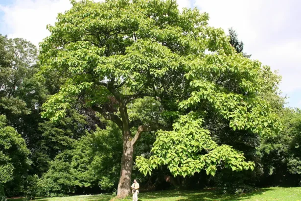 7 leggyorsabban növő fa, ezeket érdemes ültetni - elképesztő gyorsan nőnek