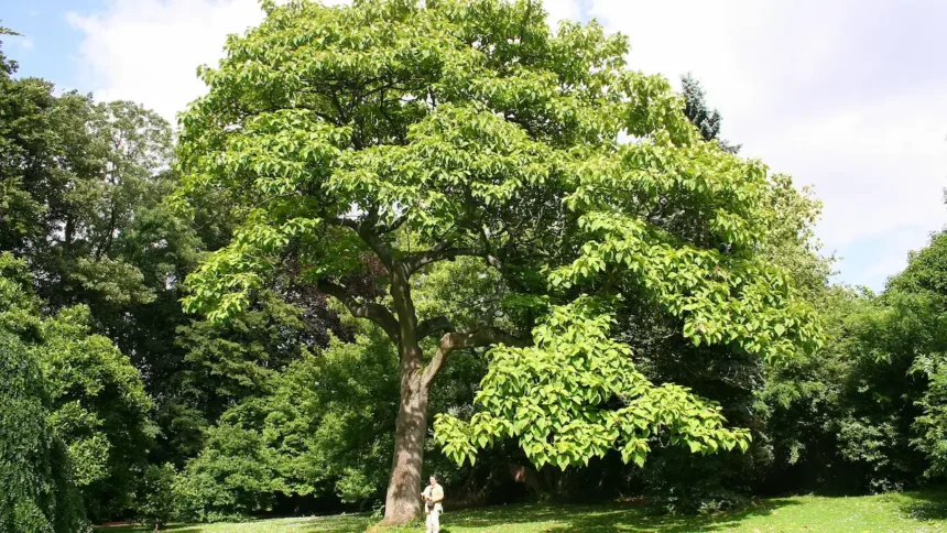 7 leggyorsabban növő fa, ezeket érdemes ültetni - elképesztő gyorsan nőnek