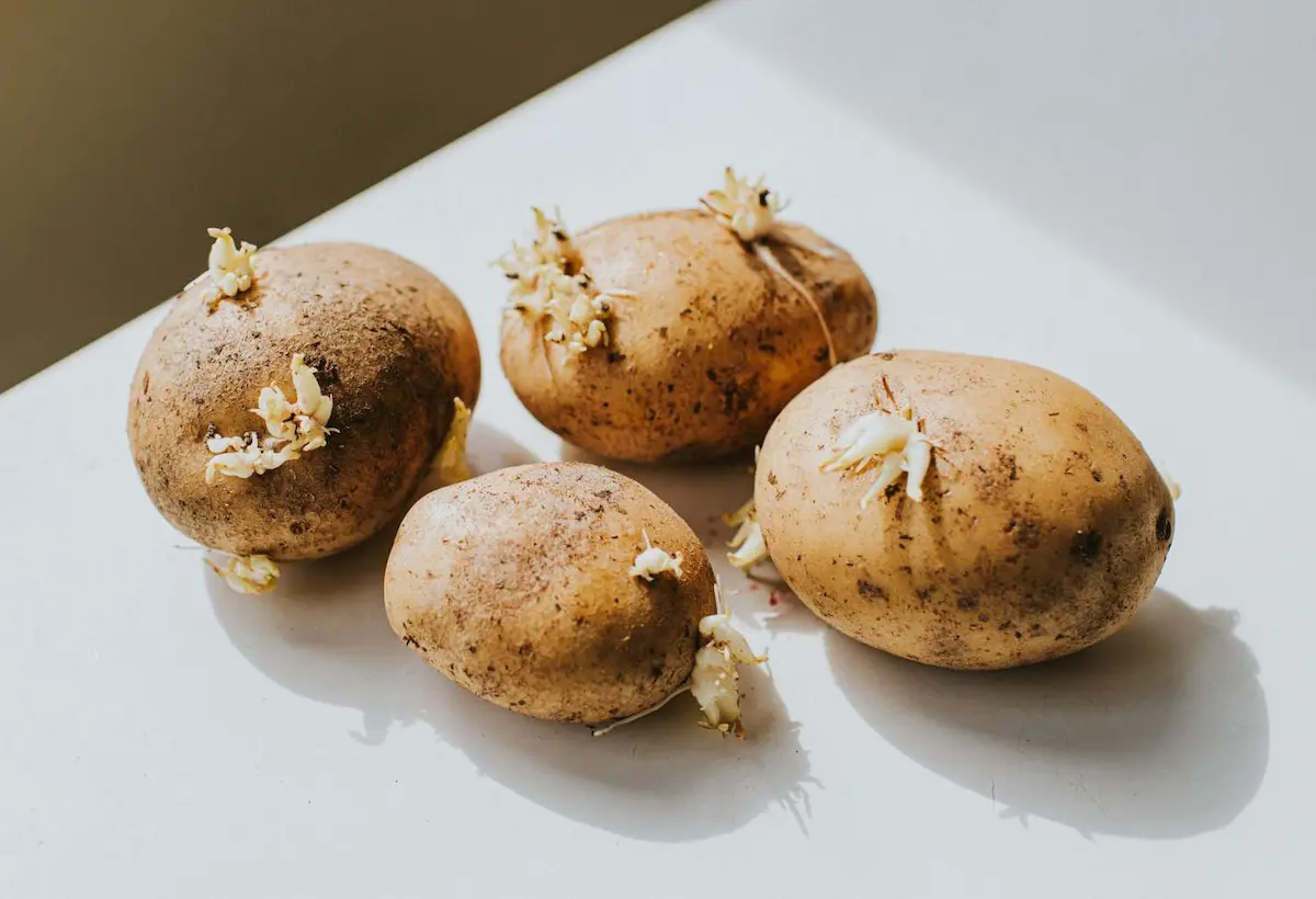 Ehető a csírázott burgonya, vagy inkább dobjuk ki? Elmondja a szakértő