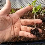 Ekkor vesd el a paradicsom- és paprikamagot, hogy gazdagon szüretelhess