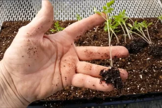 Ekkor vesd el a paradicsom- és paprikamagot, hogy gazdagon szüretelhess