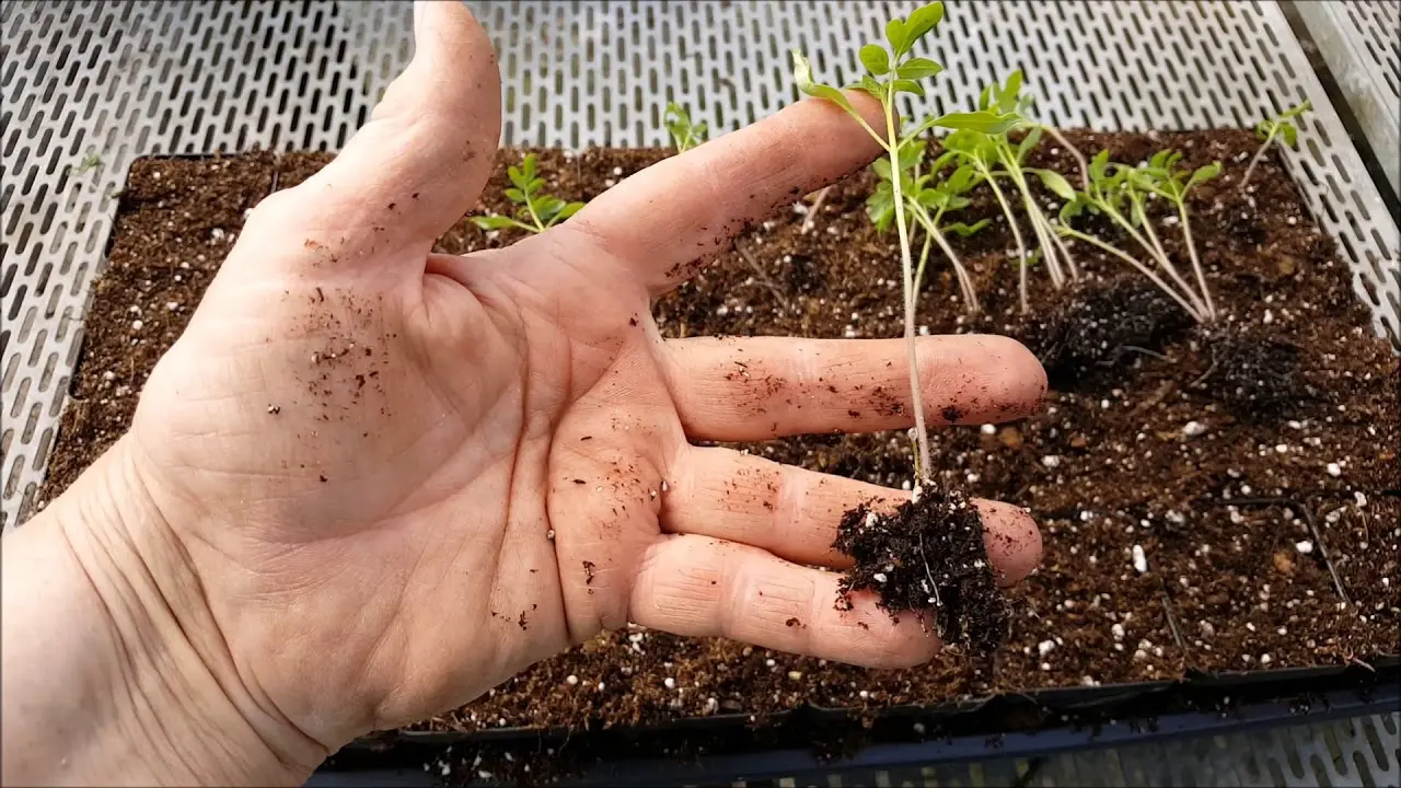 Ekkor vesd el a paradicsom- és paprikamagot, hogy gazdagon szüretelhess
