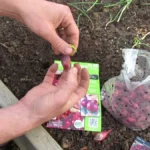 Ezek a legerősebb növénytársítások a kertben -Meglepő, mennyit számít! Már most mentsd el!