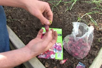 Ezek a legerősebb növénytársítások a kertben -Meglepő, mennyit számít! Már most mentsd el!