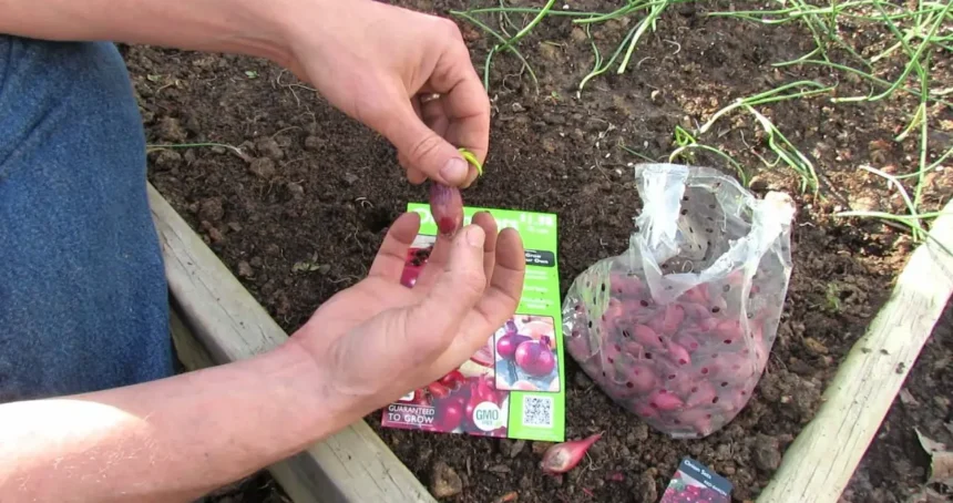 Ezek a legerősebb növénytársítások a kertben -Meglepő, mennyit számít! Már most mentsd el!