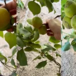 A kertészek titka: ezzel a két módszerrel soha nem látott mennyiségű kajszibarackot szüretelhetsz