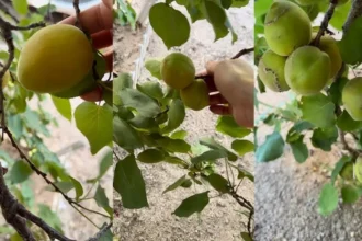 A kertészek titka: ezzel a két módszerrel soha nem látott mennyiségű kajszibarackot szüretelhetsz