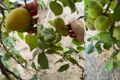 A kertészek titka: ezzel a két módszerrel soha nem látott mennyiségű kajszibarackot szüretelhetsz