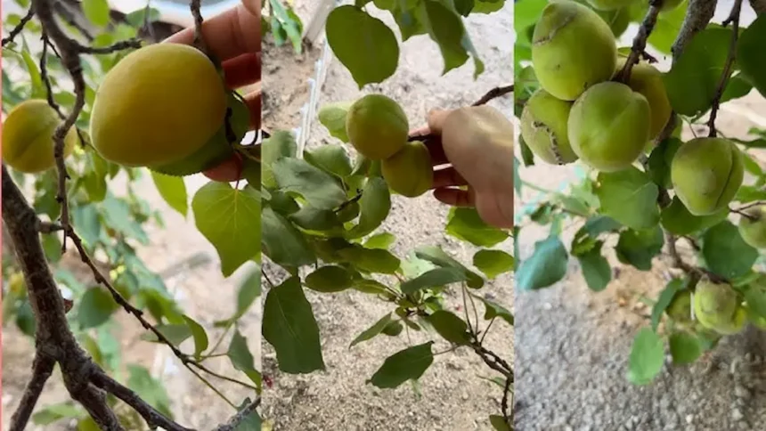 A kertészek titka: ezzel a két módszerrel soha nem látott mennyiségű kajszibarackot szüretelhetsz