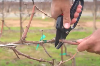 Ezt a 3 hibát ne kövesd el tavasszal – A metszésen múlik a termés!