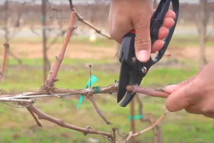 Ezt a 3 hibát ne kövesd el tavasszal – A metszésen múlik a termés!